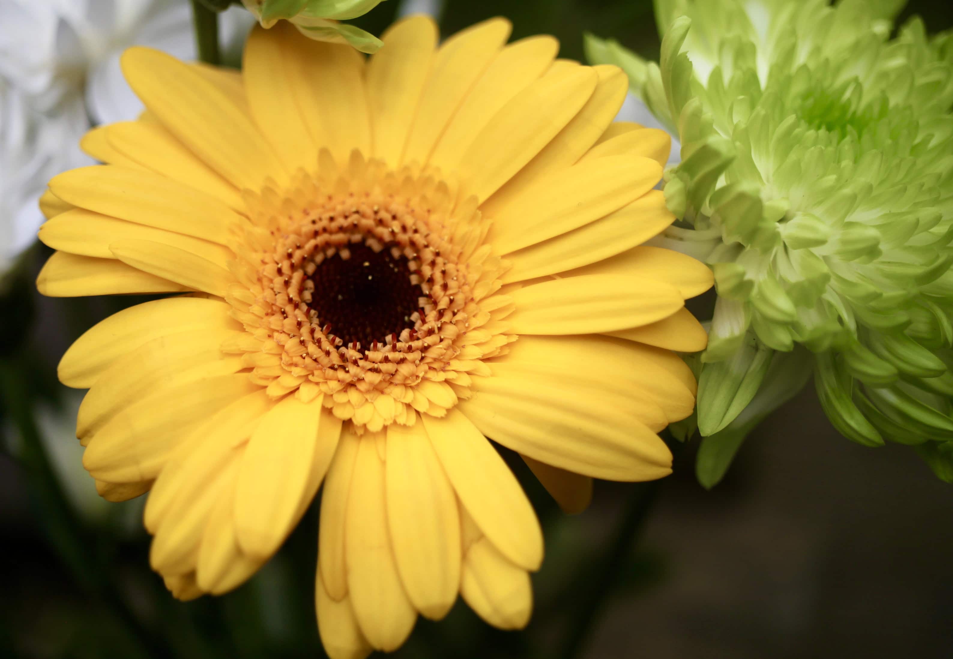 Gerbera Daisy — FOTD Sep 24