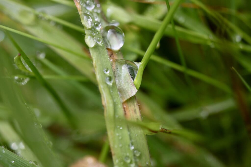 Raindrops on a blade of grass