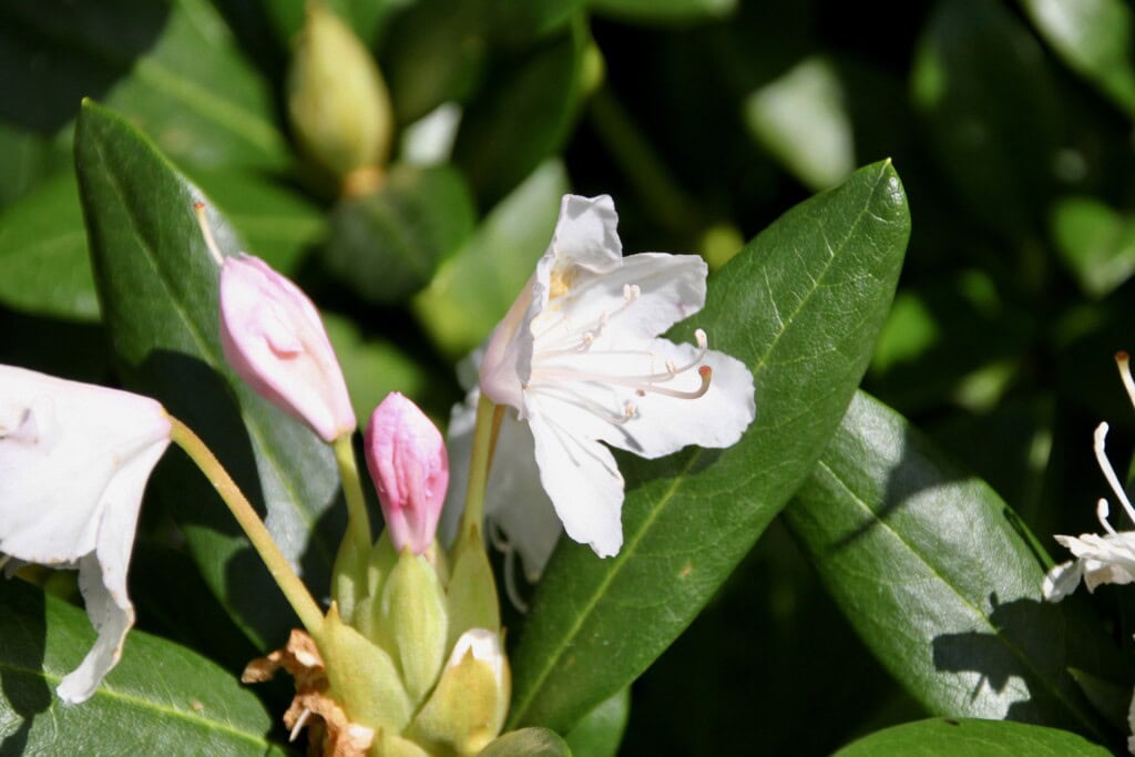 Rhododendron