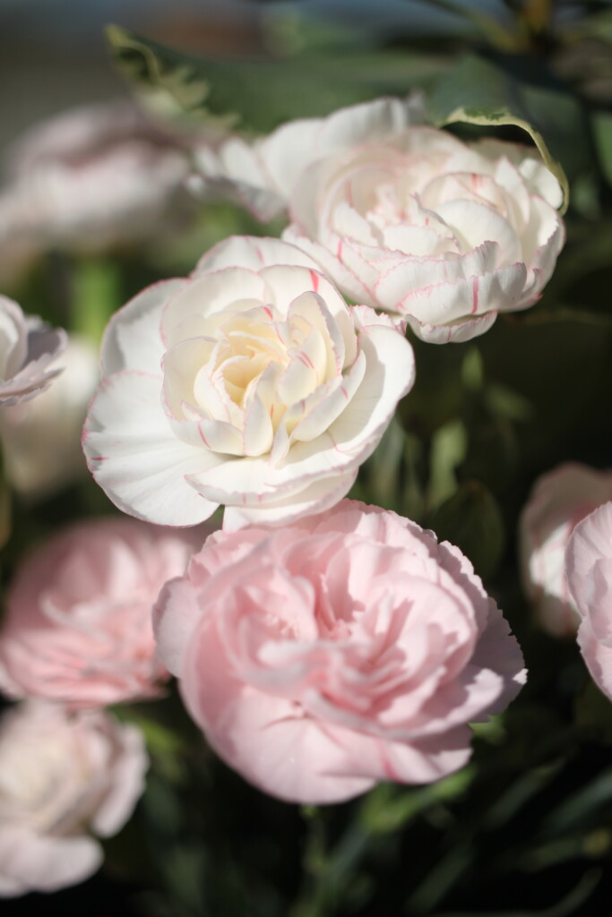 Carnations