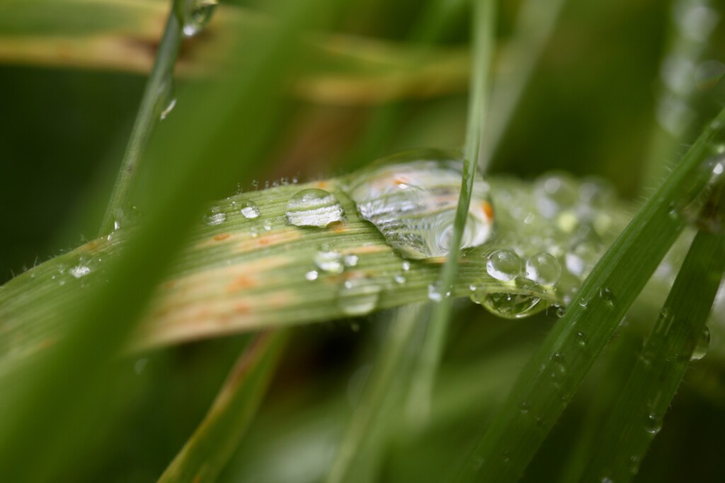 Raindrops on a blade of grass