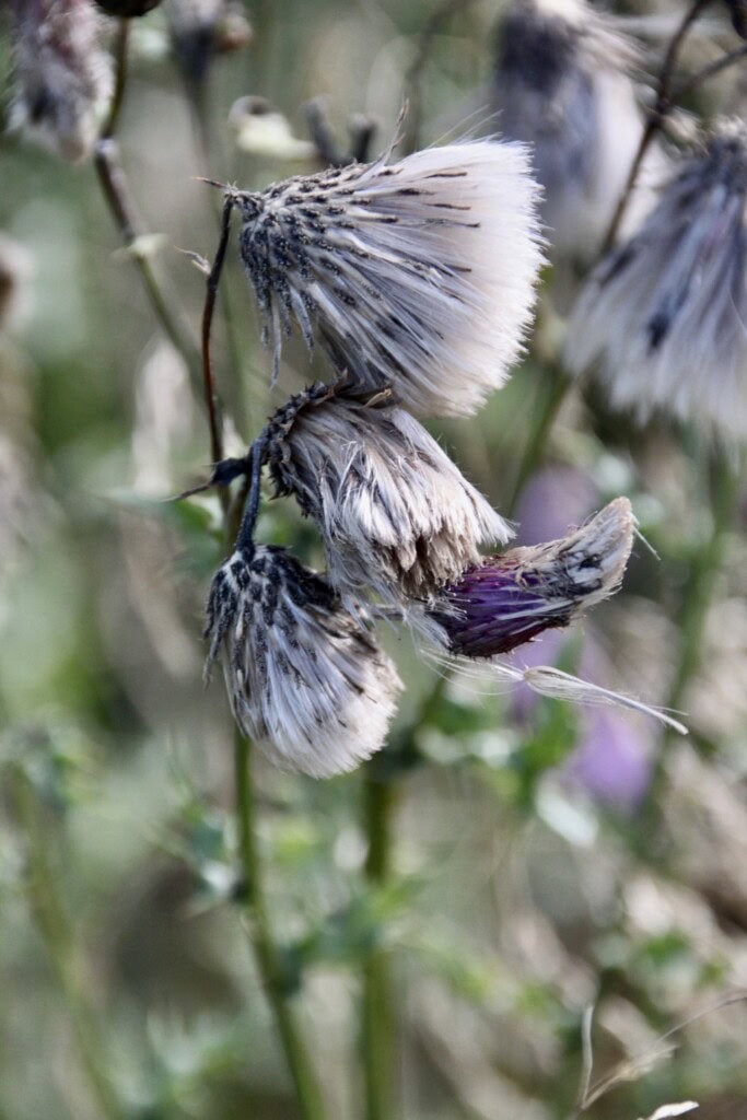 Thistles
