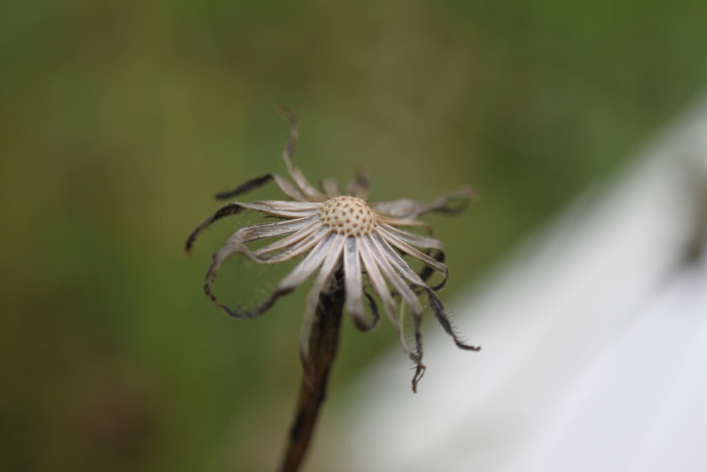 Old dandelion head