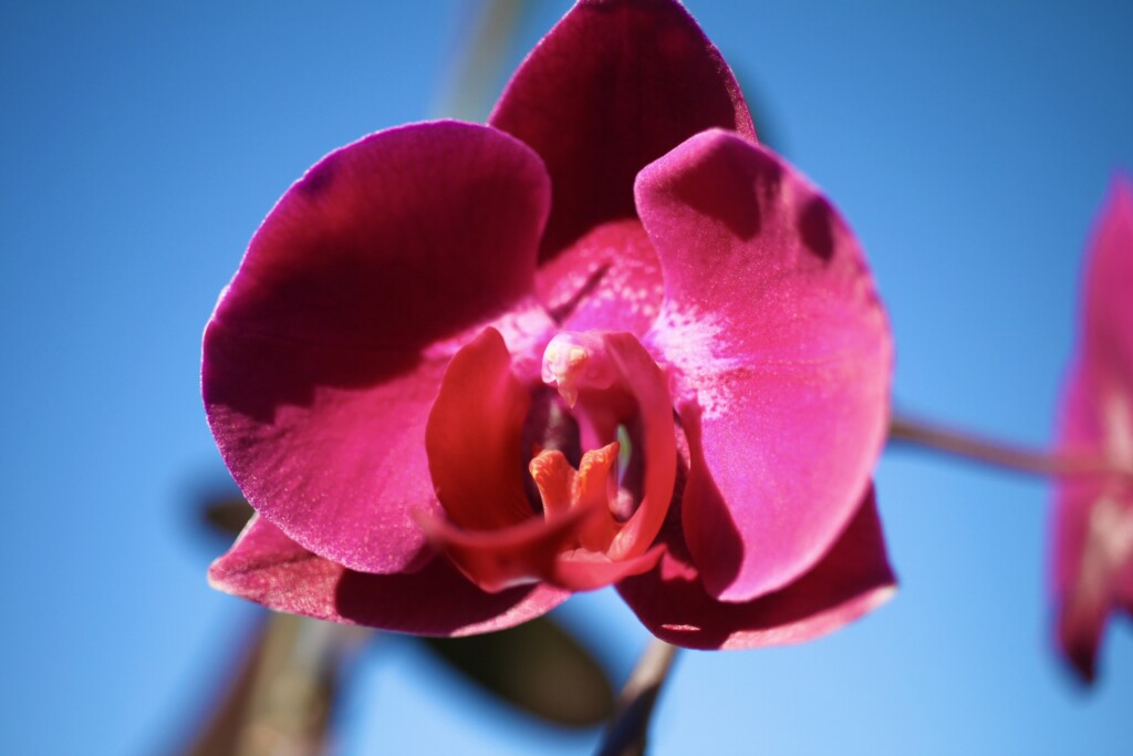 Orchid