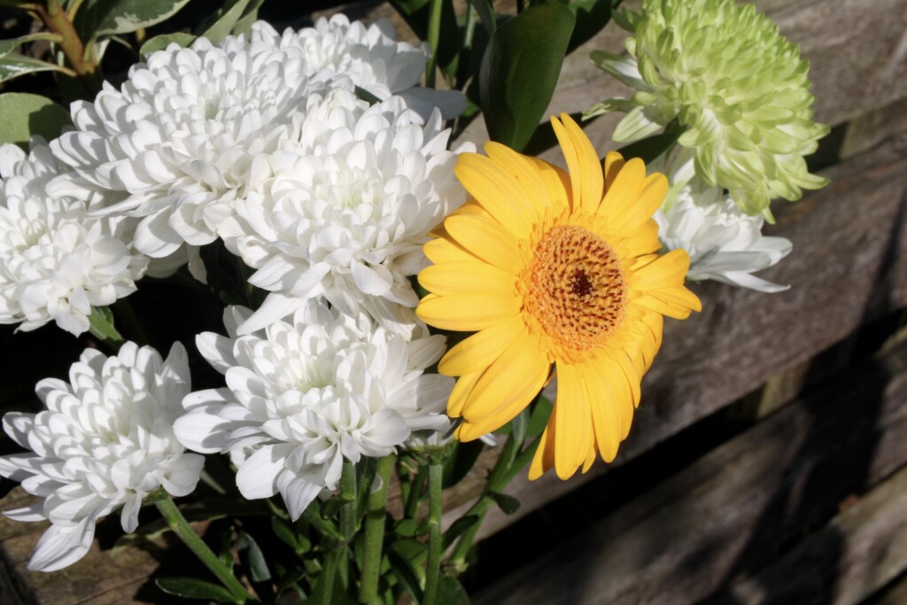 White mums & a gerbera