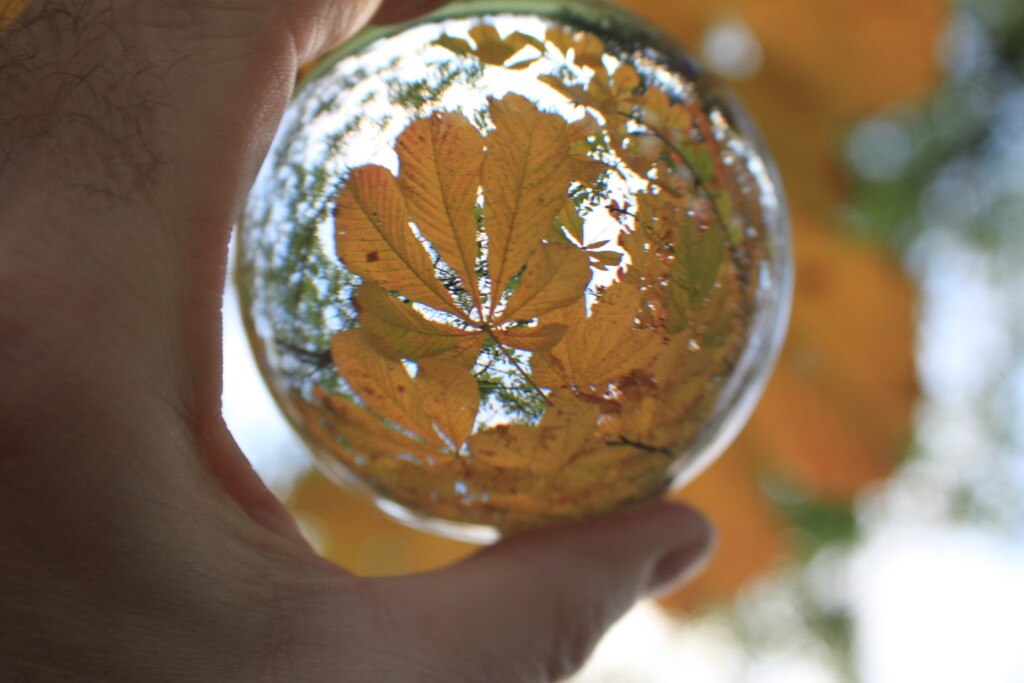 Horsechestnut leafs
