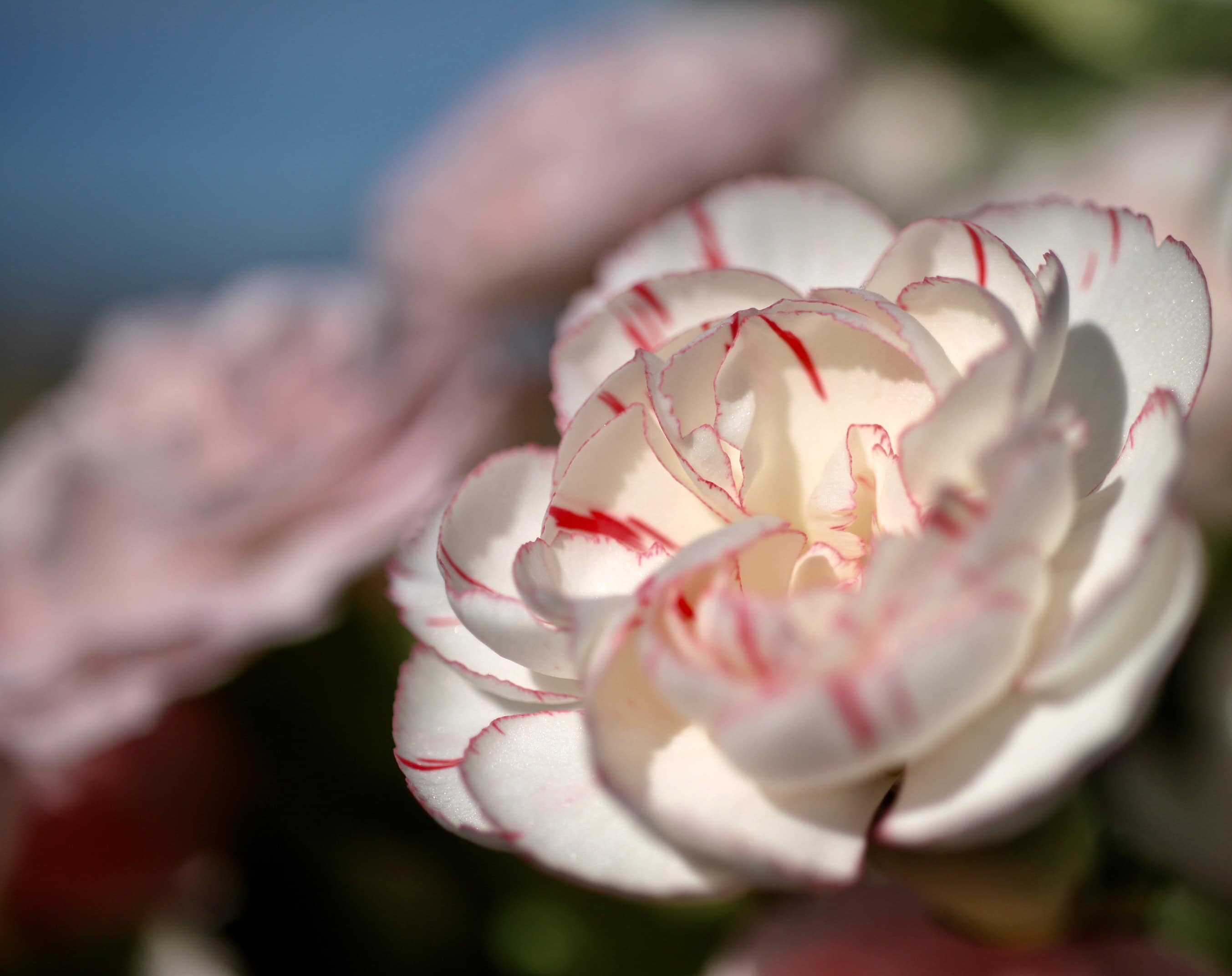 Pink Edged Carnation — FOTD Oct 06