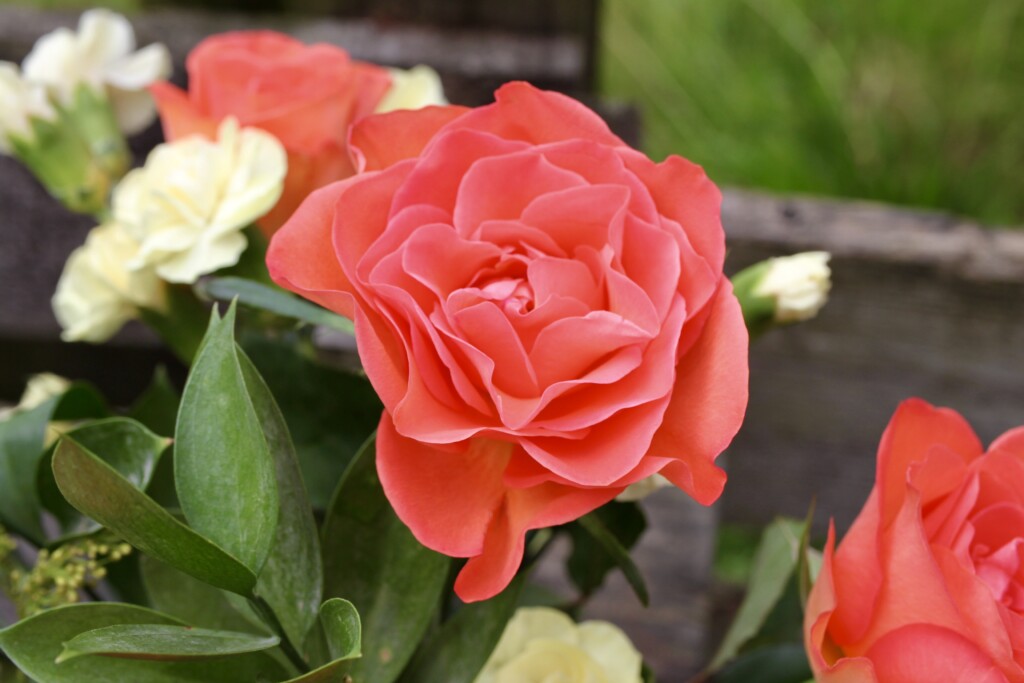 Peach rose