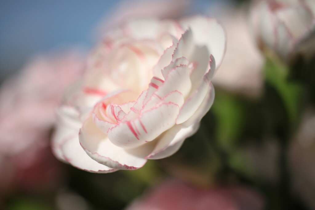 Carnation