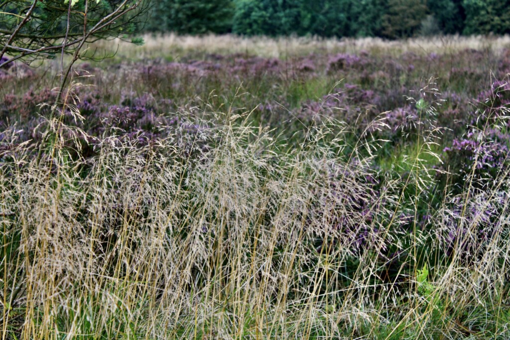 Dried grass & heather