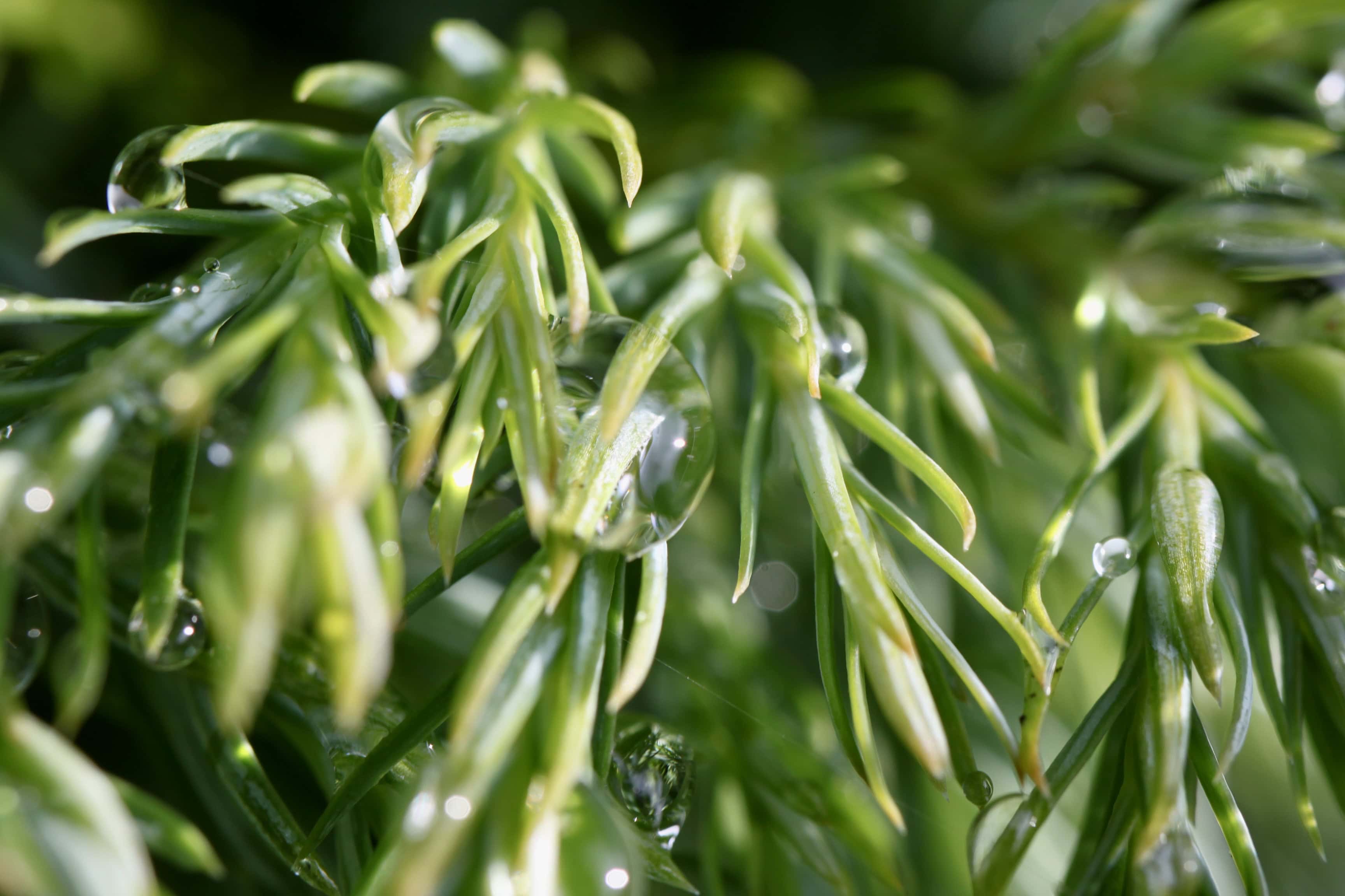 Raindrops #73 Oct 15