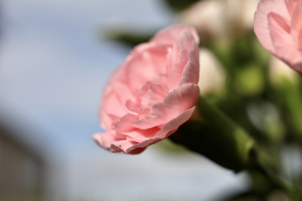 Pink carnation