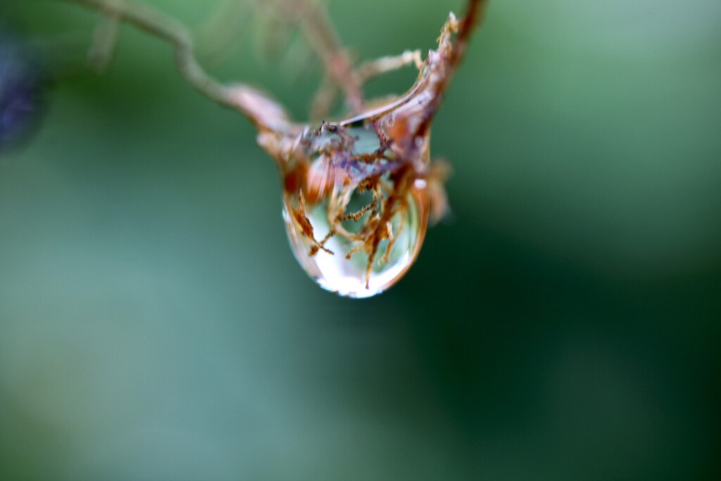 Raindrop