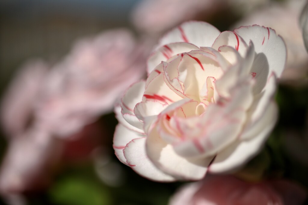 Carnation