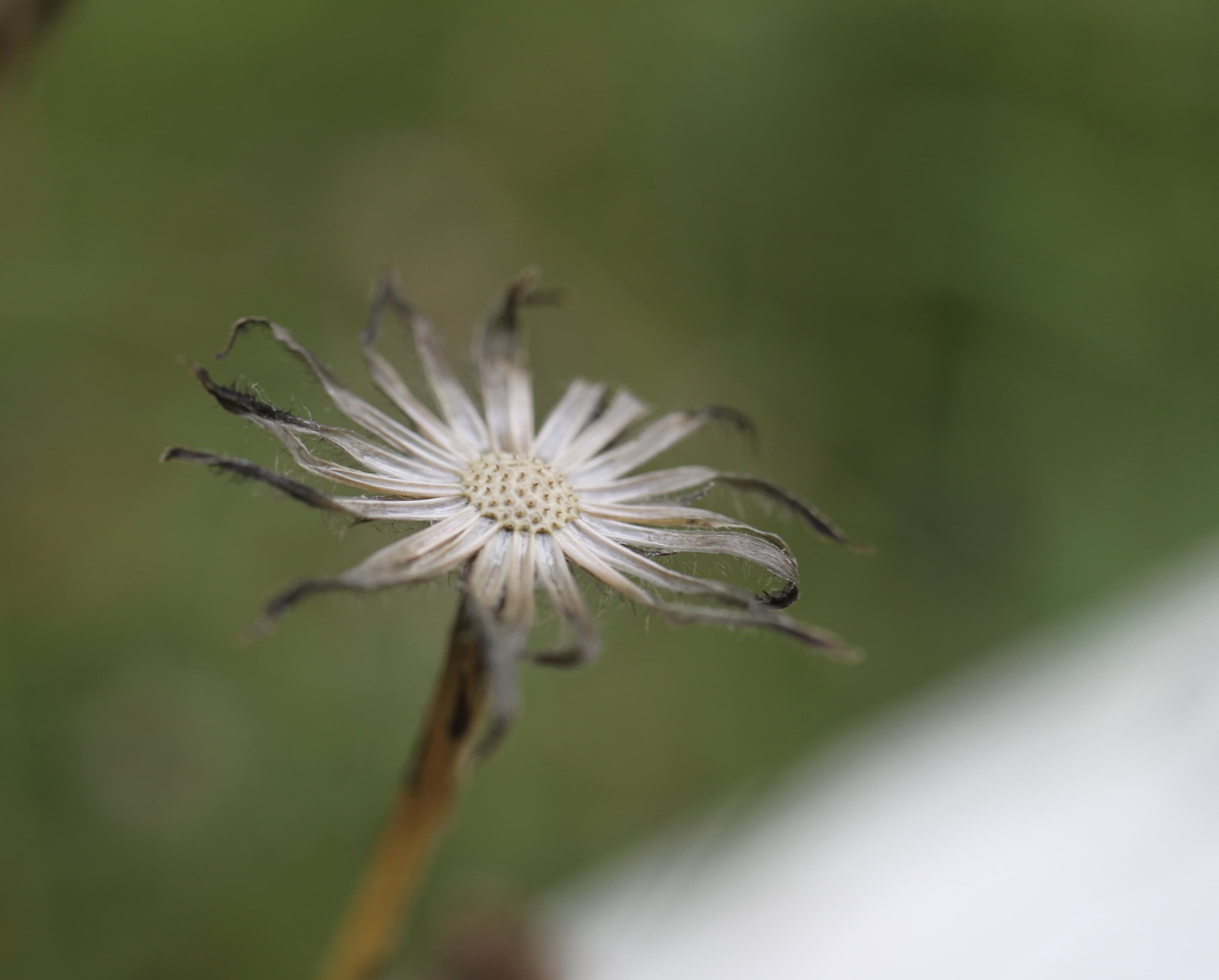 Wishes Blown Away, Autumn is Here