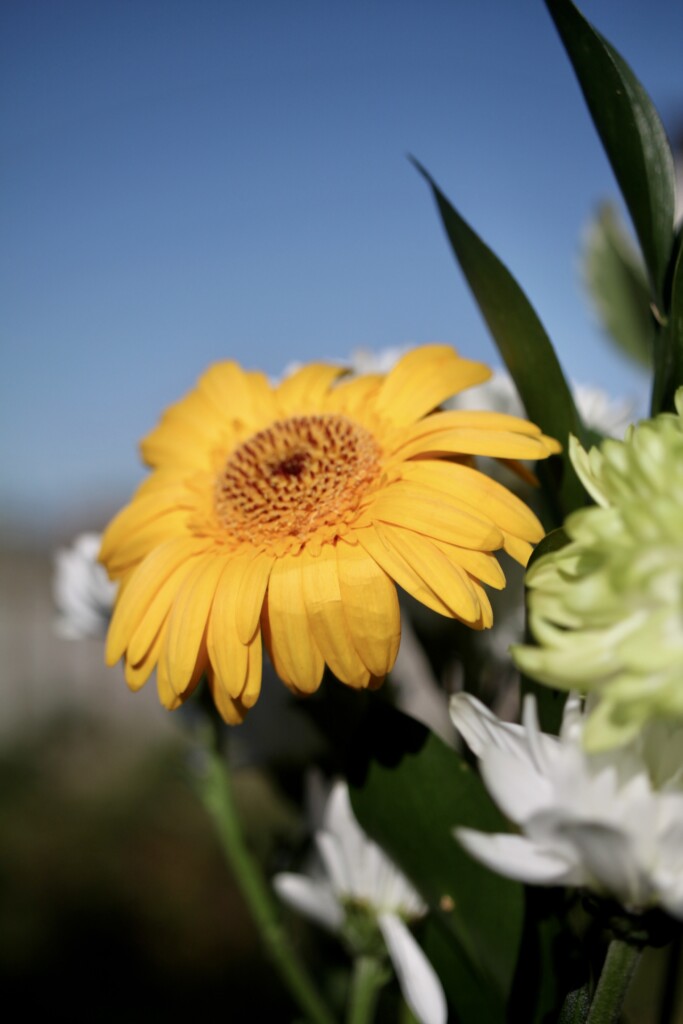Yellow Gerbera daisy
