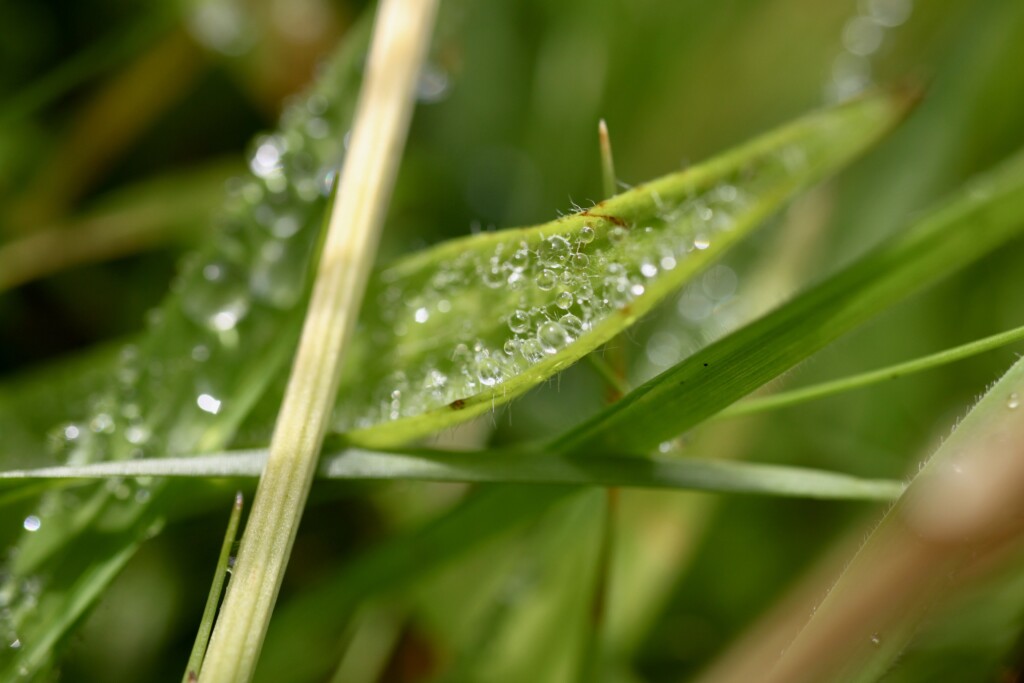 Raindrops on a blade of grass