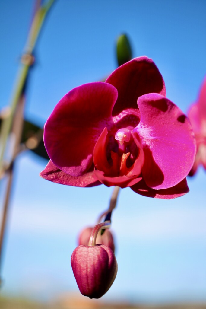 Orchid