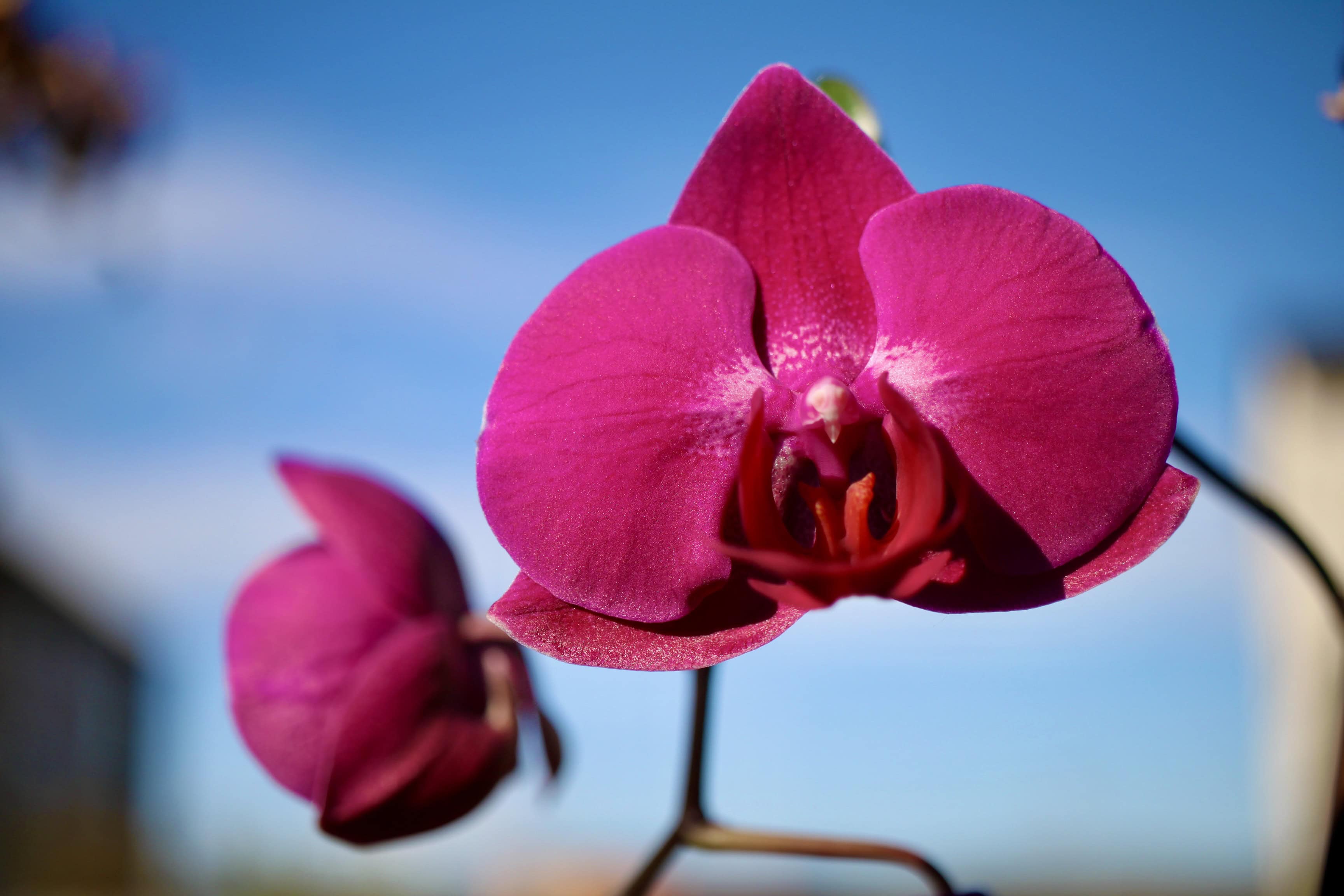 Sunlit Orchid — FOTD Oct 04