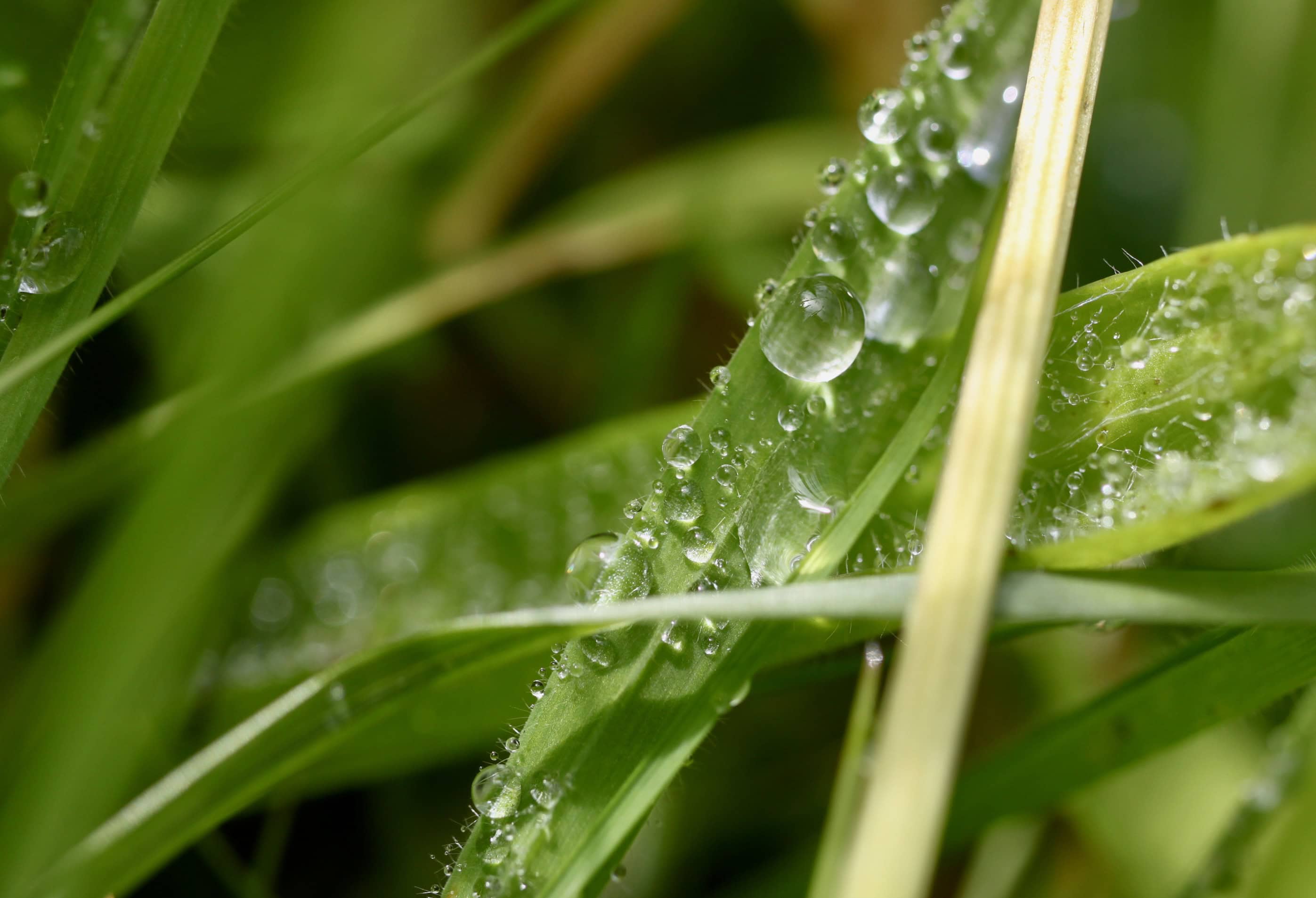 Raindrops #67 Oct 09