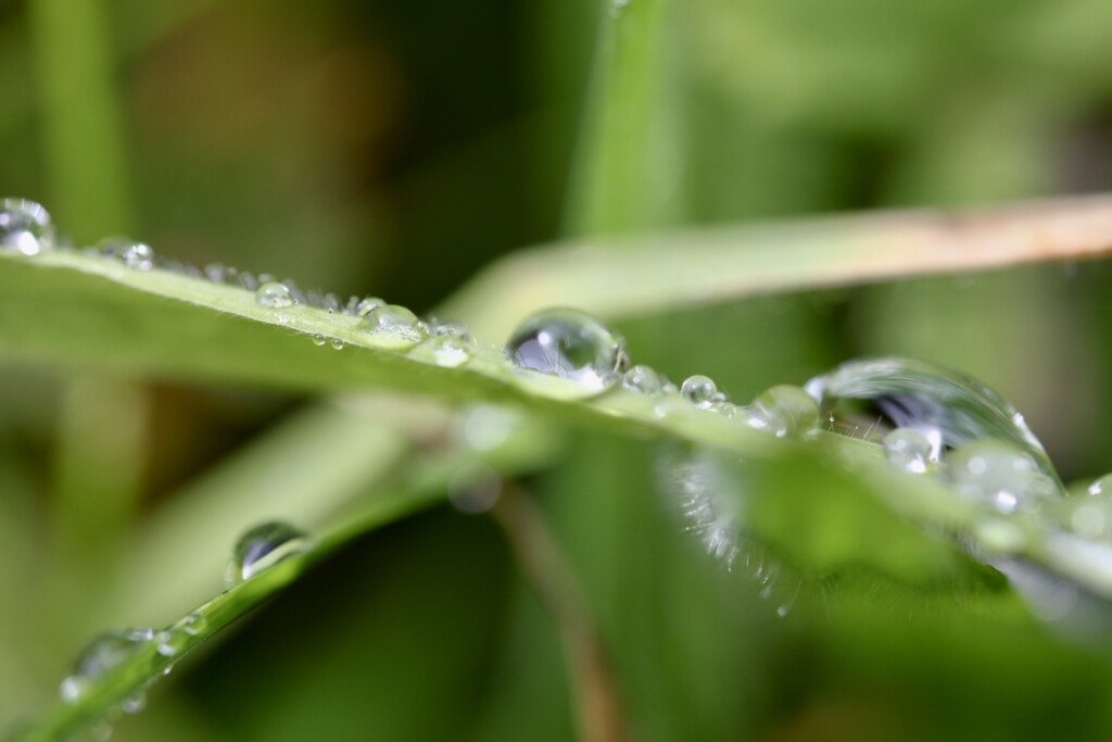 Raindrops on a blade of grass