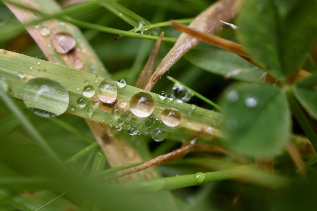 Raindrops on a blade of grass