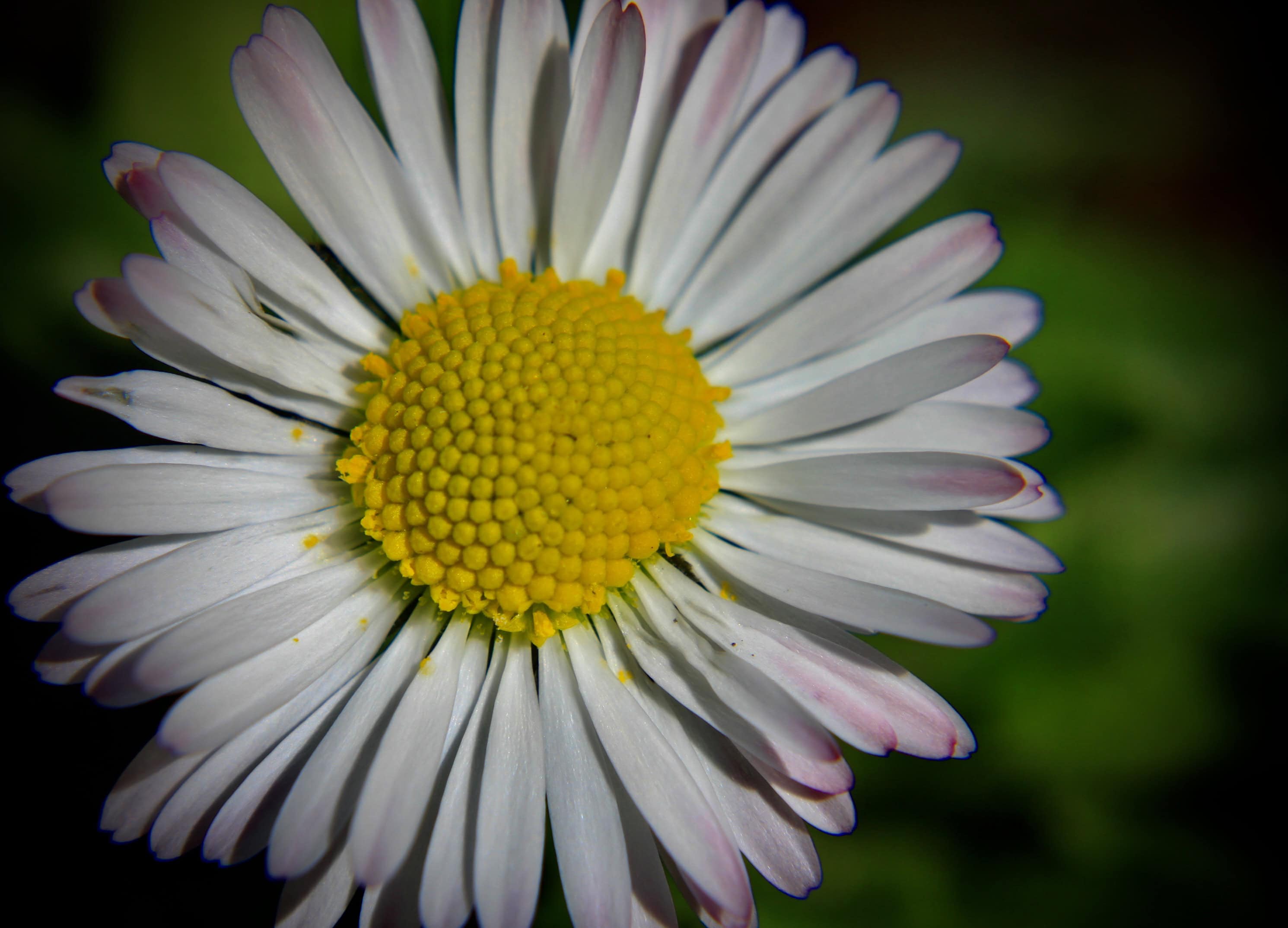 Daisy — FOTD Oct 15