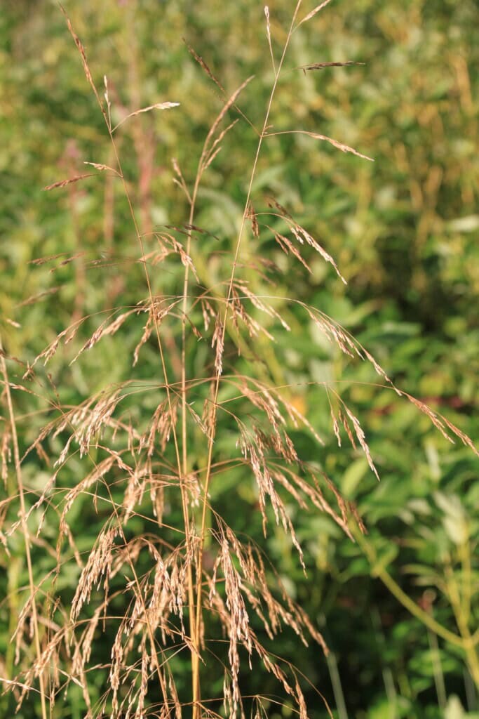 Dry grass
