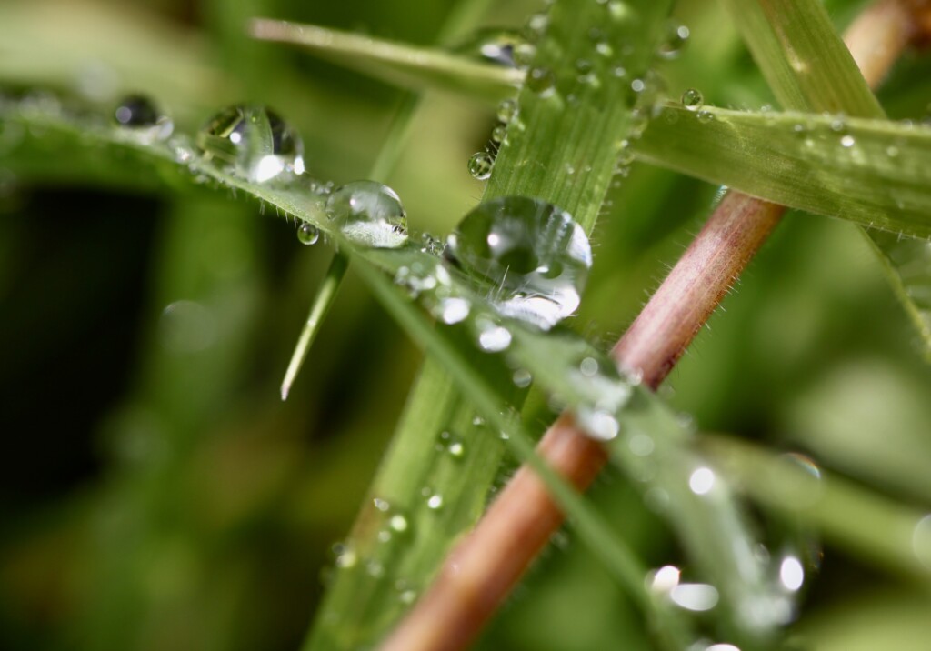 Raindrops on a blade of grass