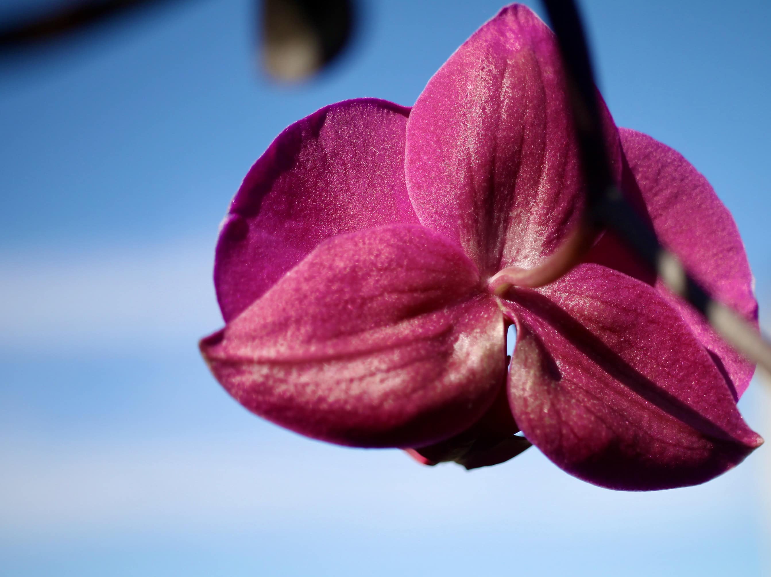 Back of an Orchid — FOTD Oct 05
