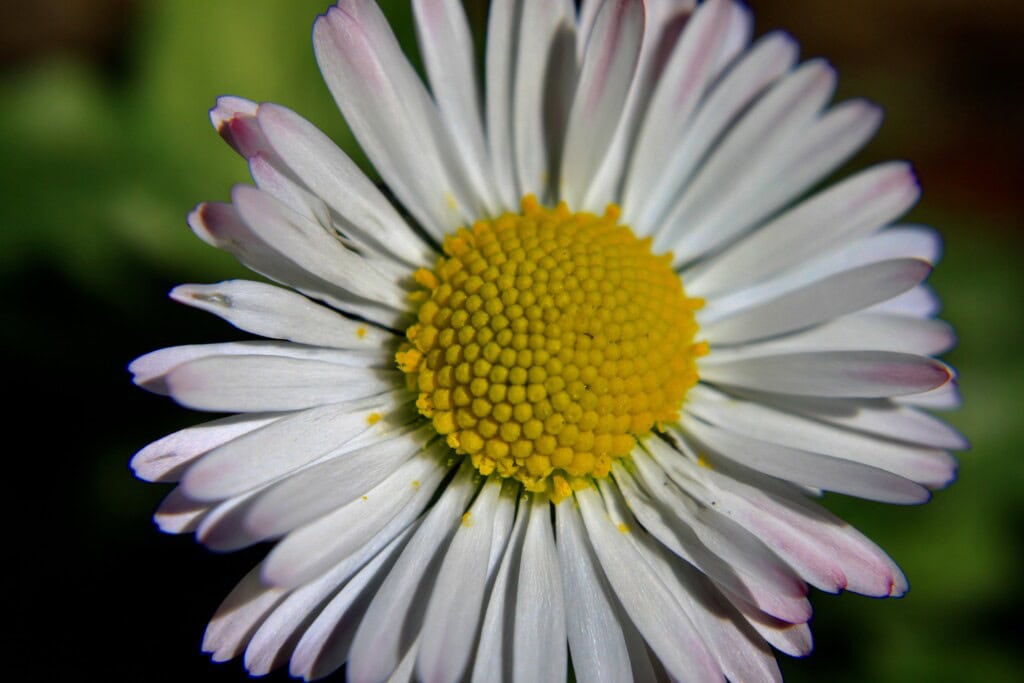Daisy