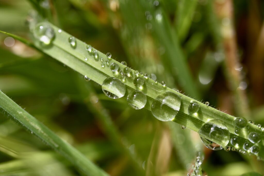 Raindrops on a blade of grass