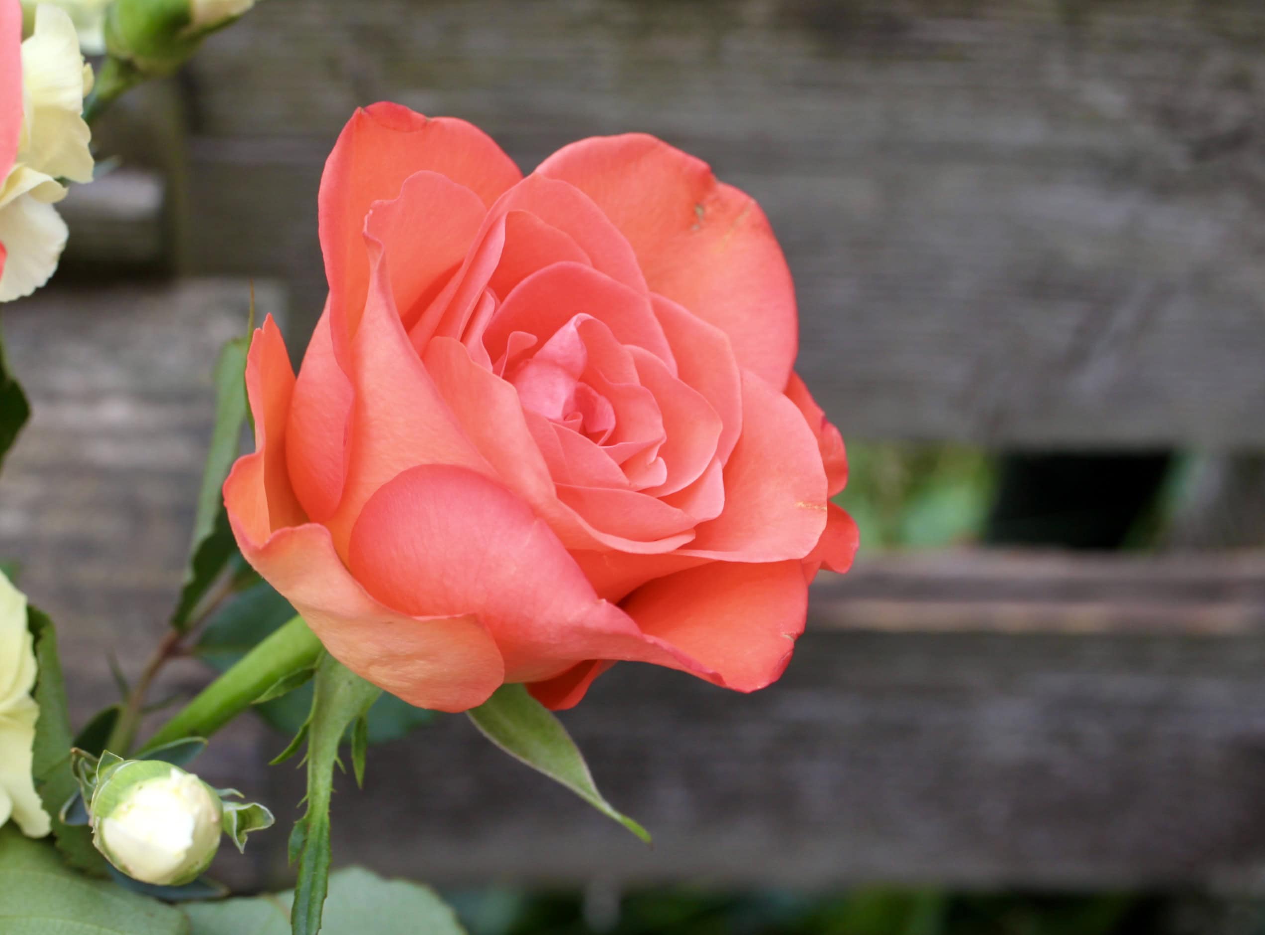 Peach Rose — FOTD Oct 10