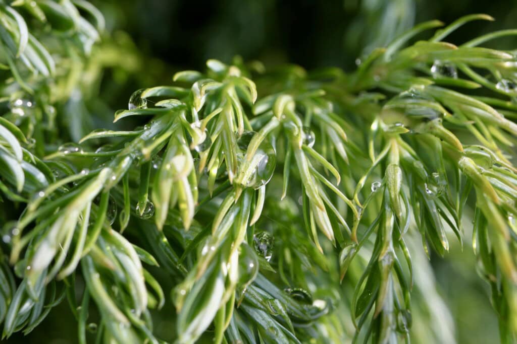 Raindrops on an evergreen