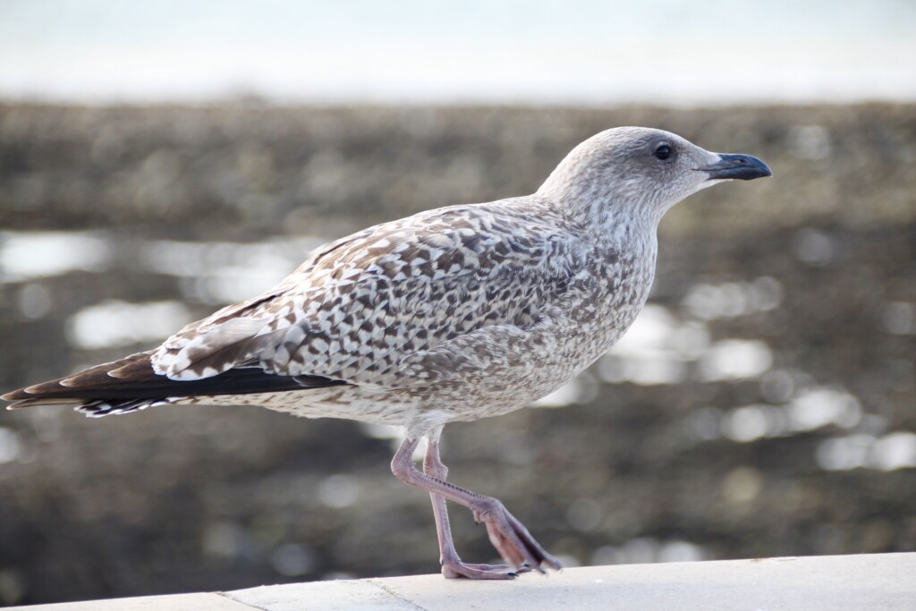 Young seagull