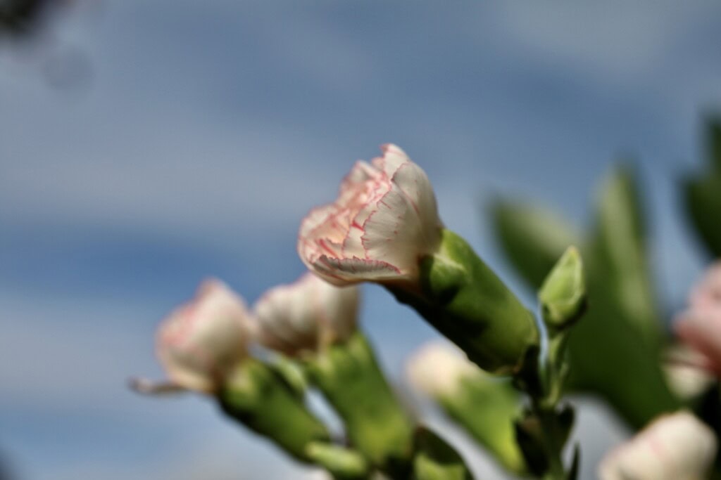 Carnations