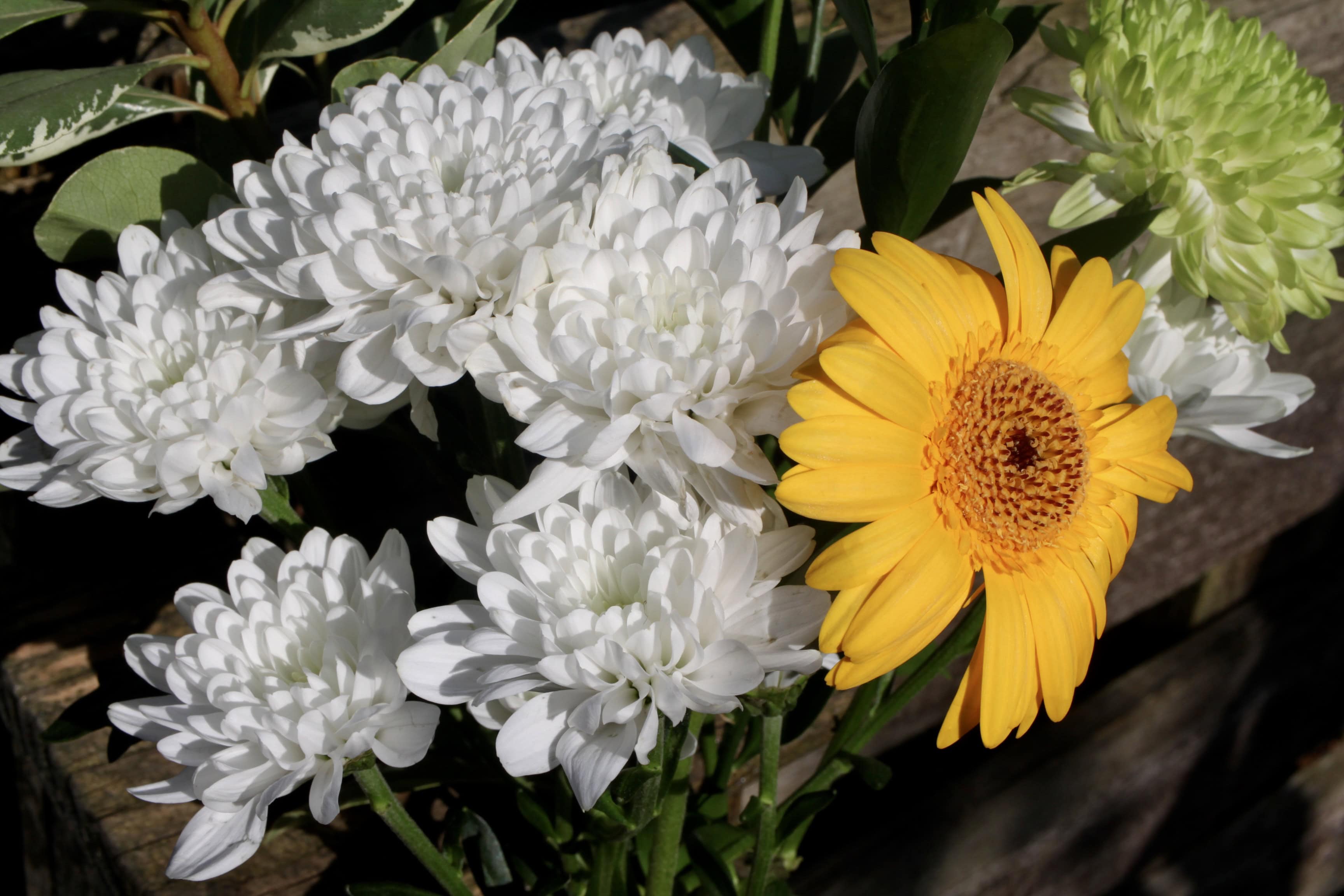 White Mums and a Gerbera — FOTD Oct 12