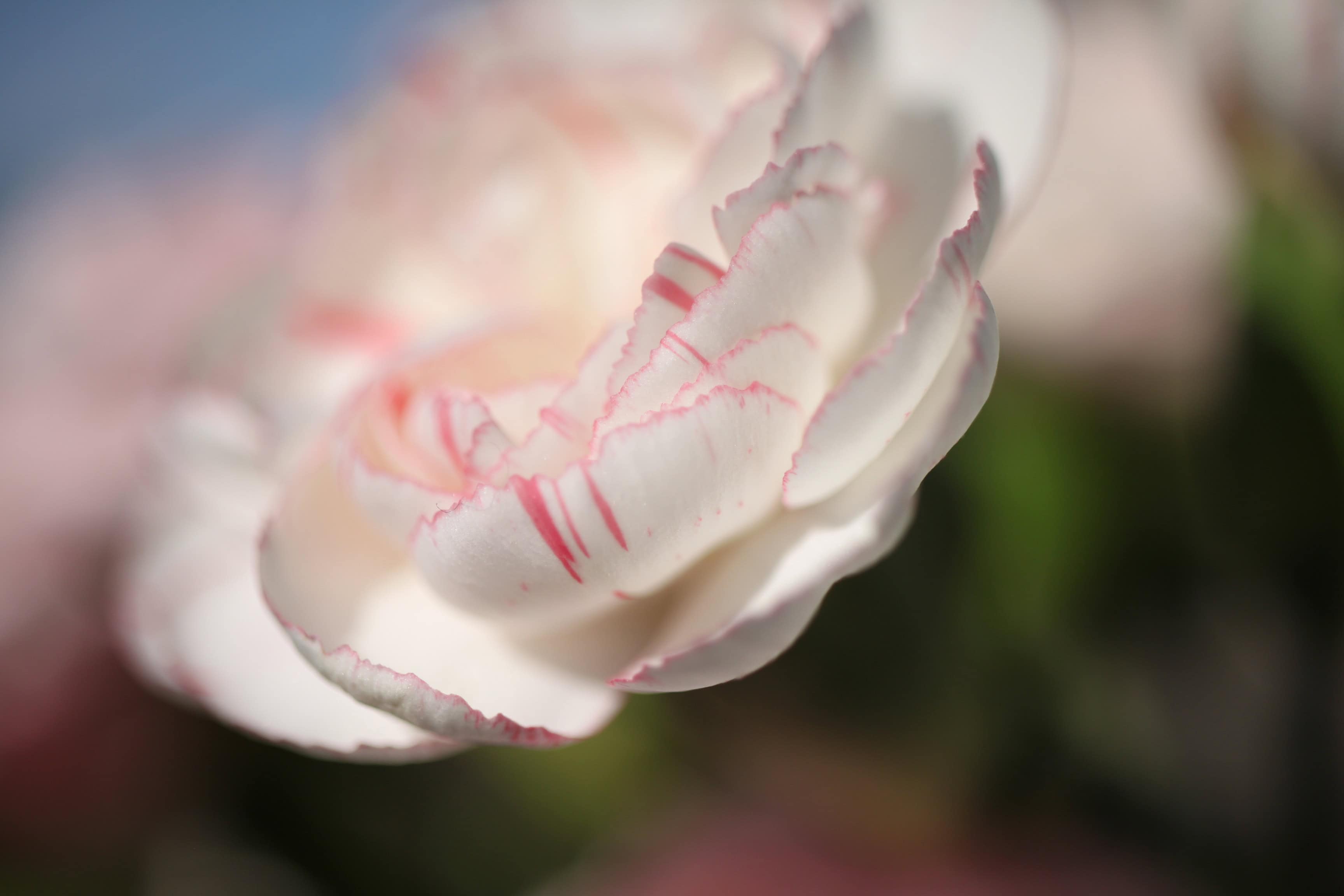 Carnation Close-Up — FOTD Oct 11