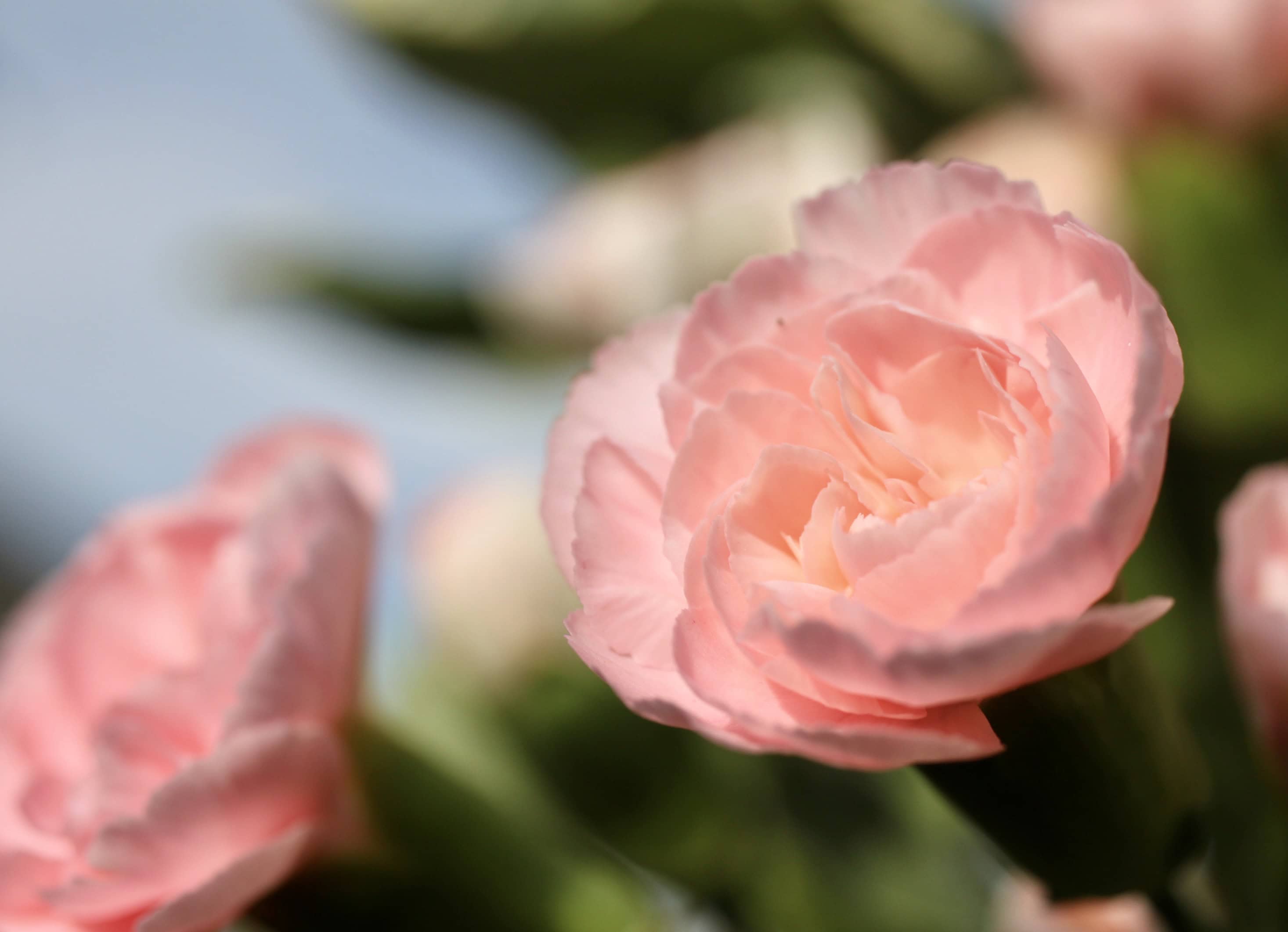 Pink Carnation — FOTD Oct 03