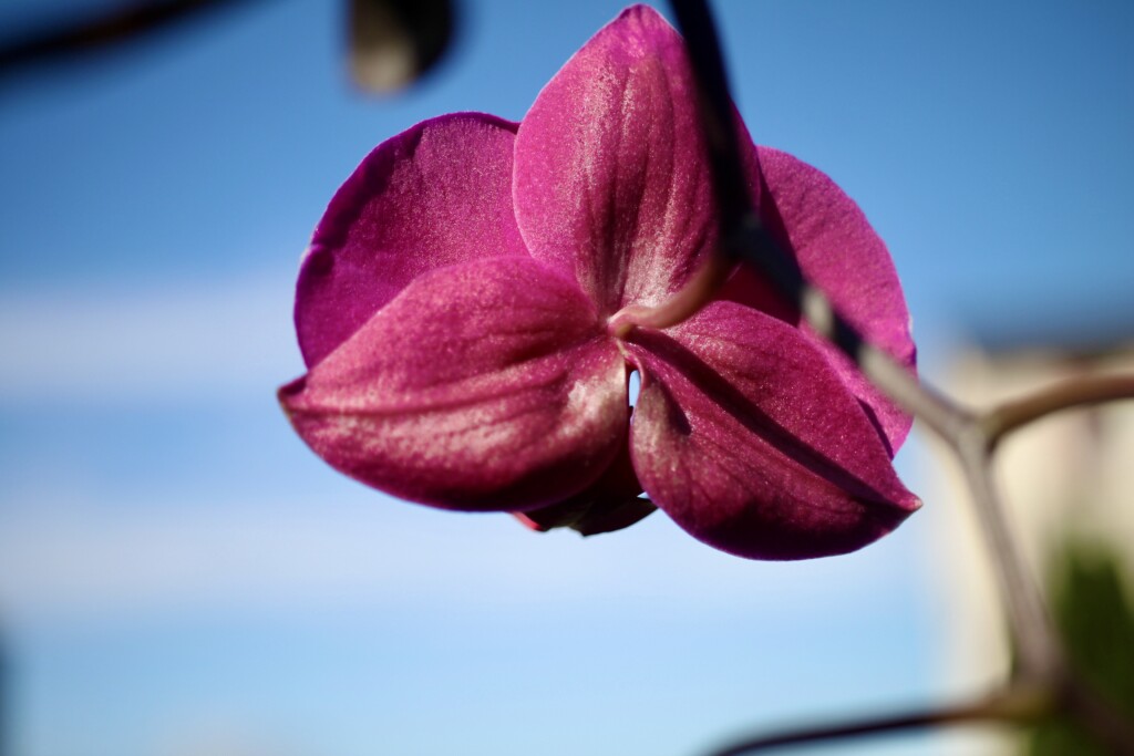 Orchid back