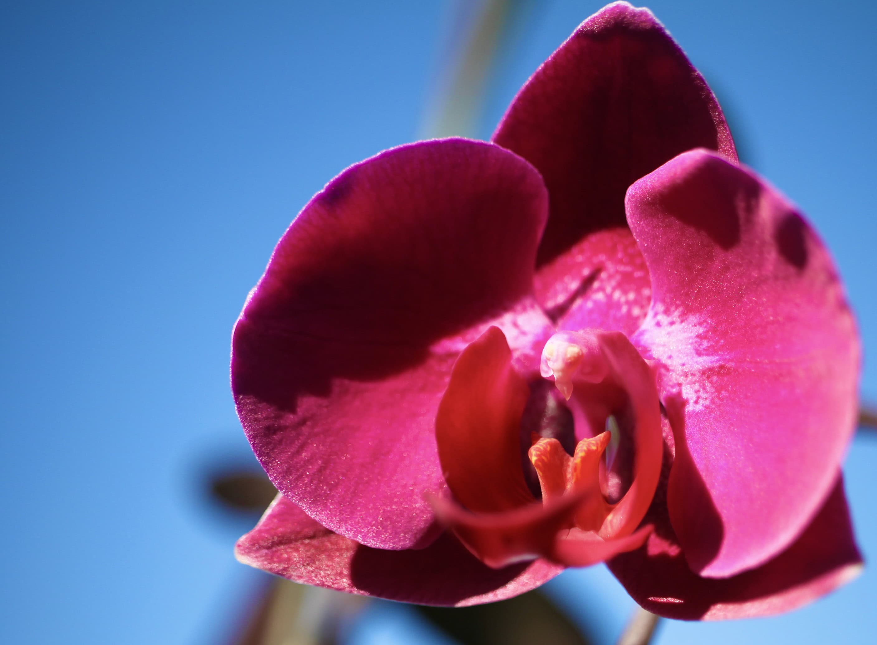 Orchid — FOTD Oct 07