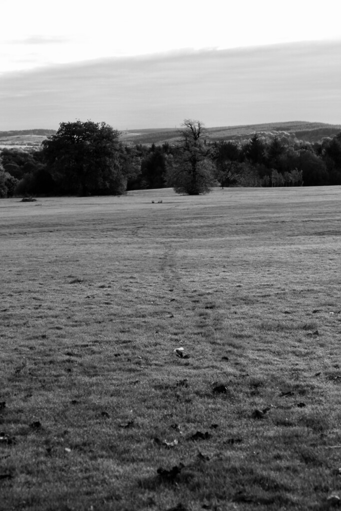Footsteps in Cumbernauld House Park