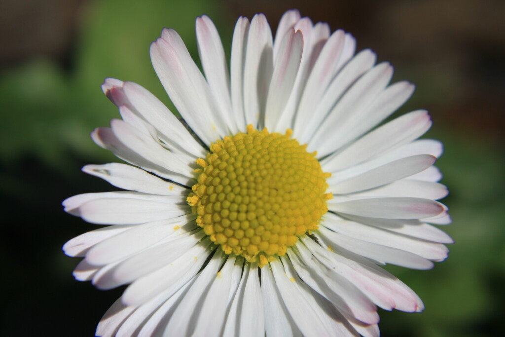 daisy