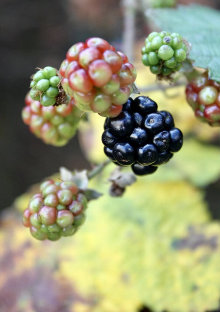 Brambles