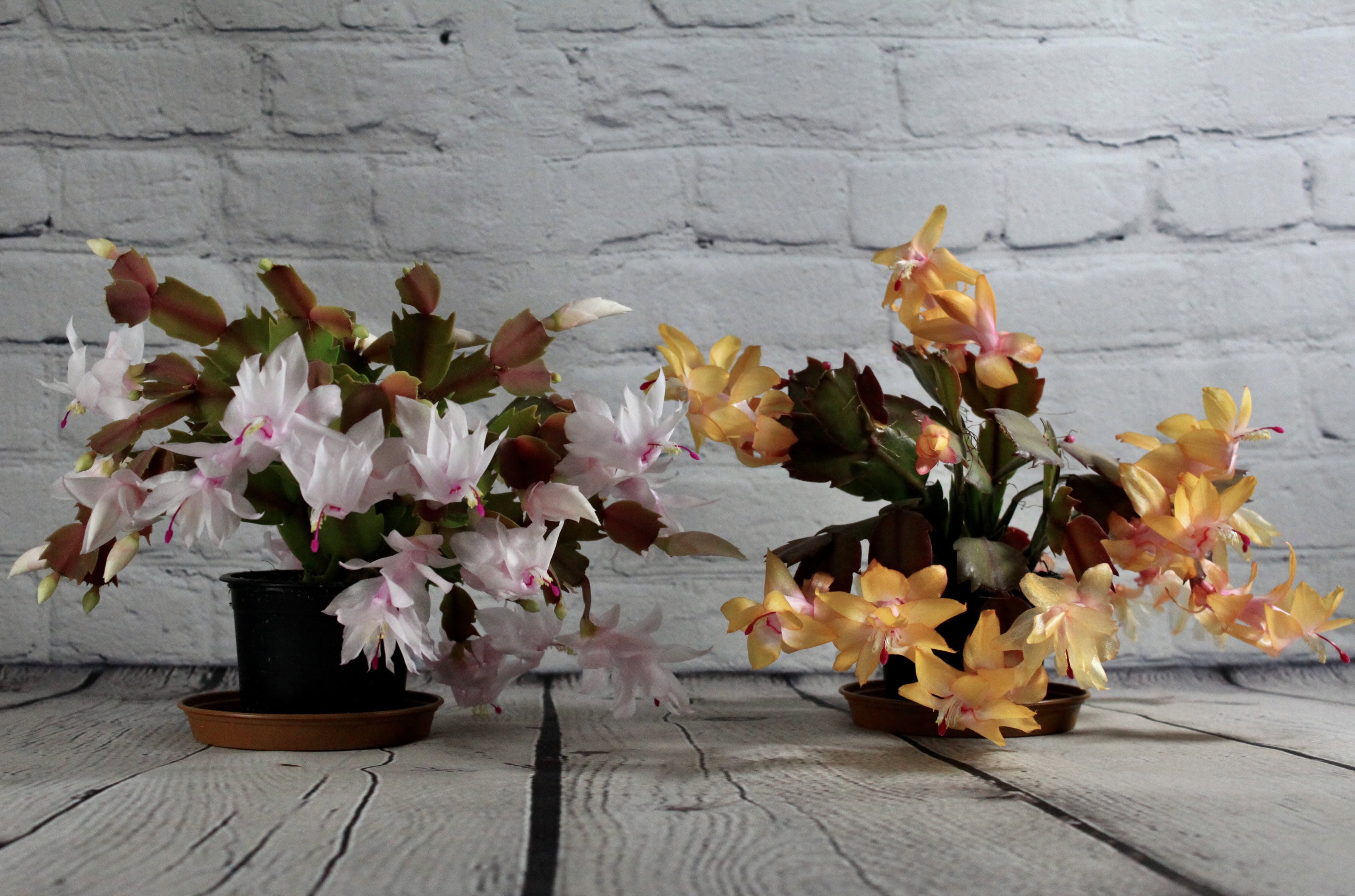 Flowering Cacti — Fan Of… #84