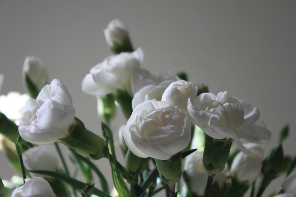 White carnations