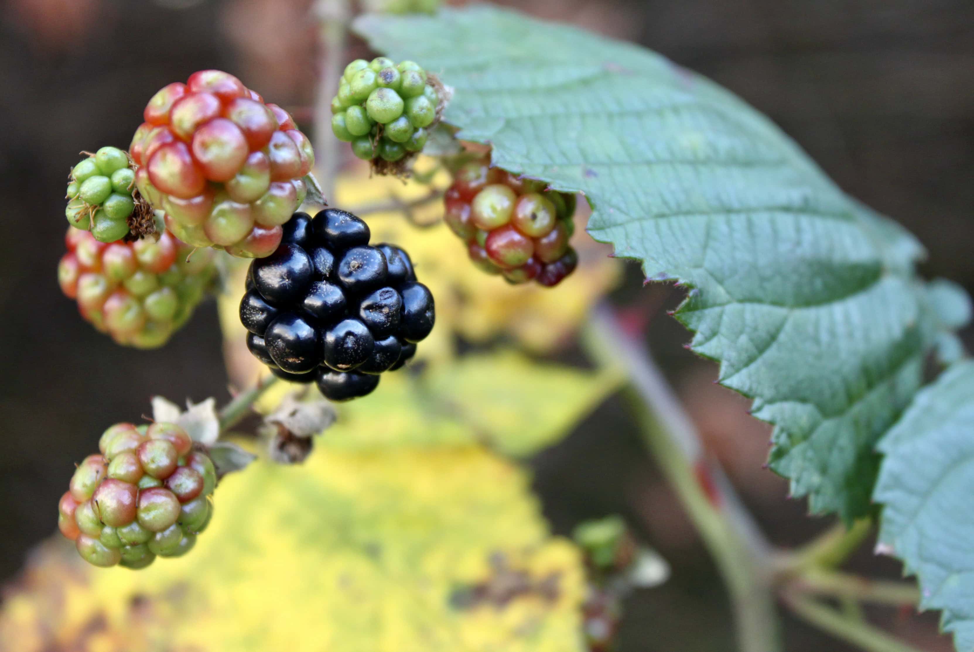 Brambles — Macro Monday Nov 30