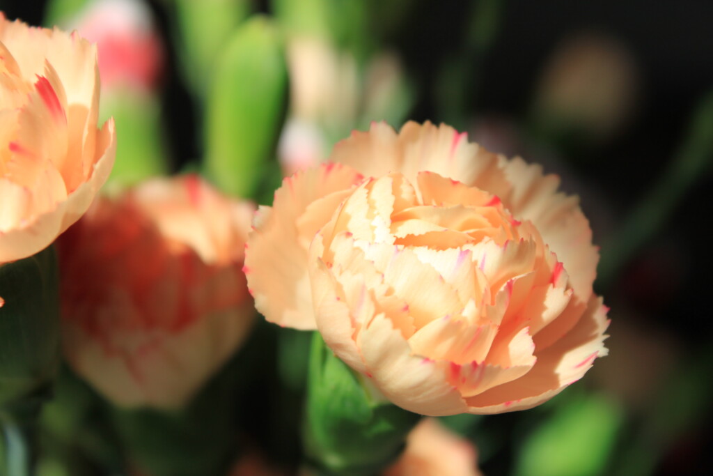 Peach carnations