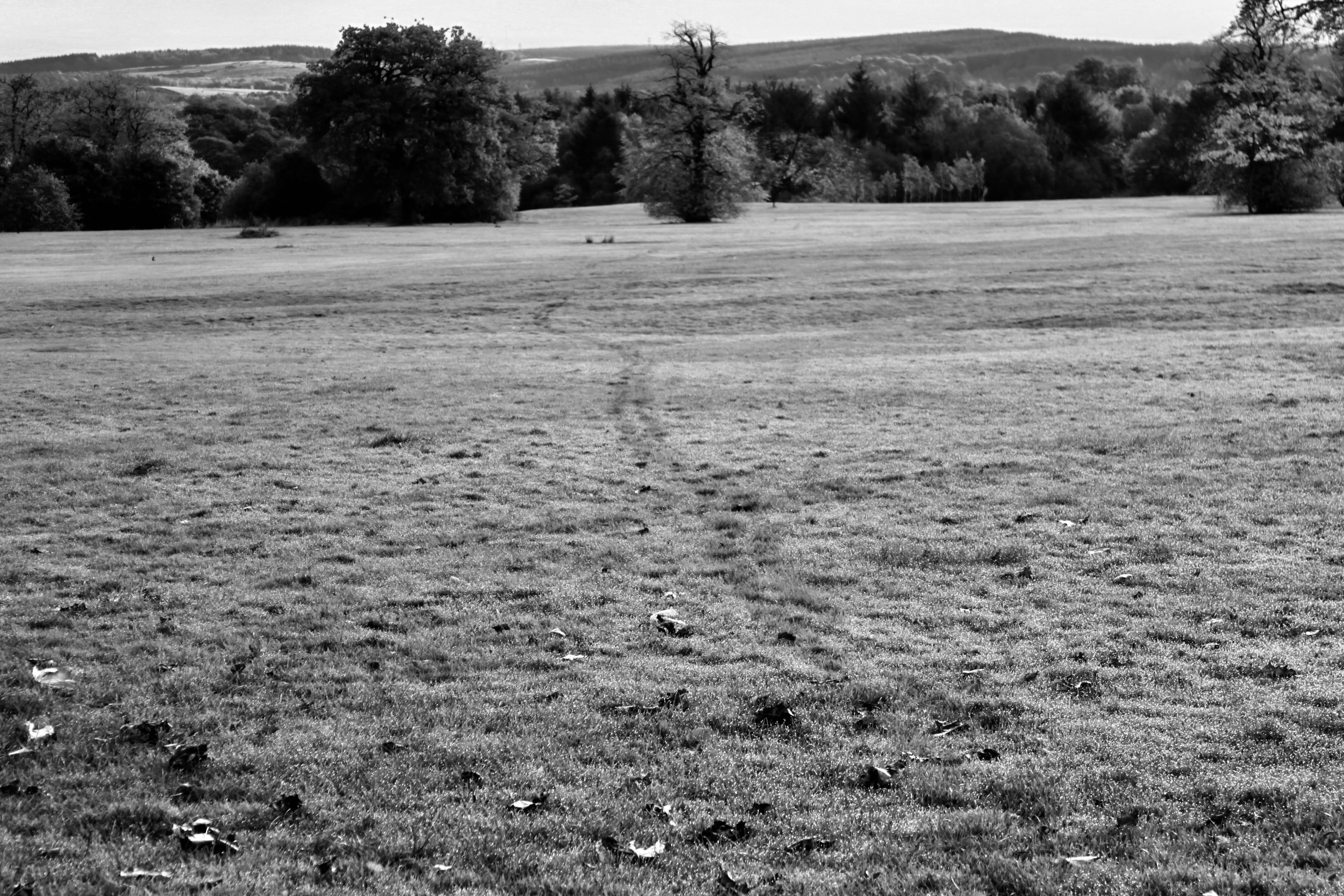 Footsteps Meander Across Dew Soaked Grass
