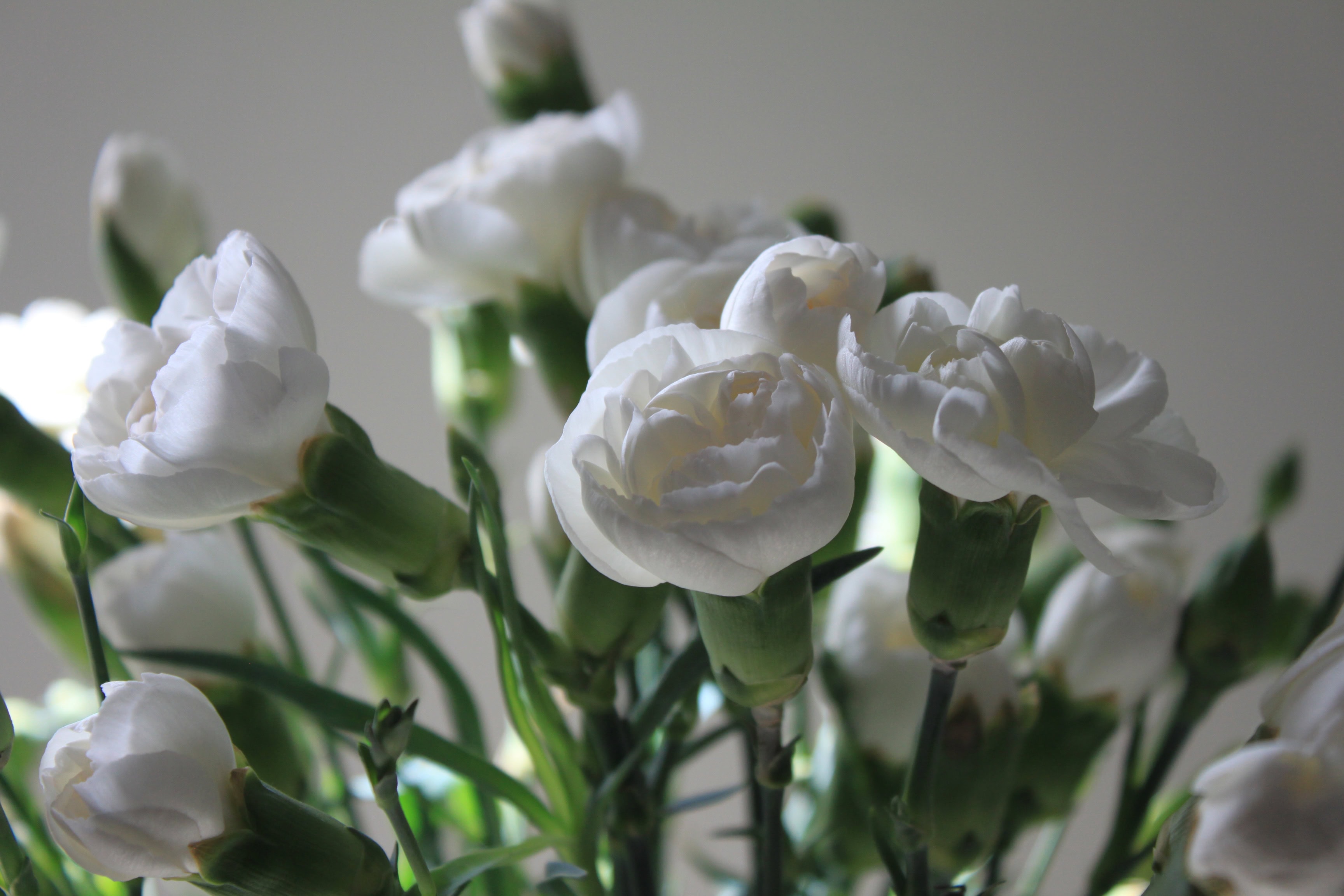 White Carnations — FOTD 02 Dec